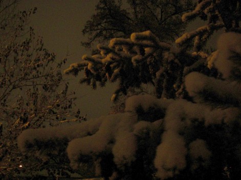 First snow tree at night