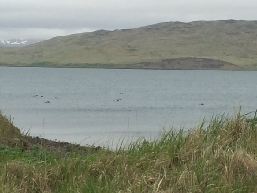 Pack of sea otters in Clam Lagoon