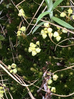 Empetrum nigrum (crowberry)