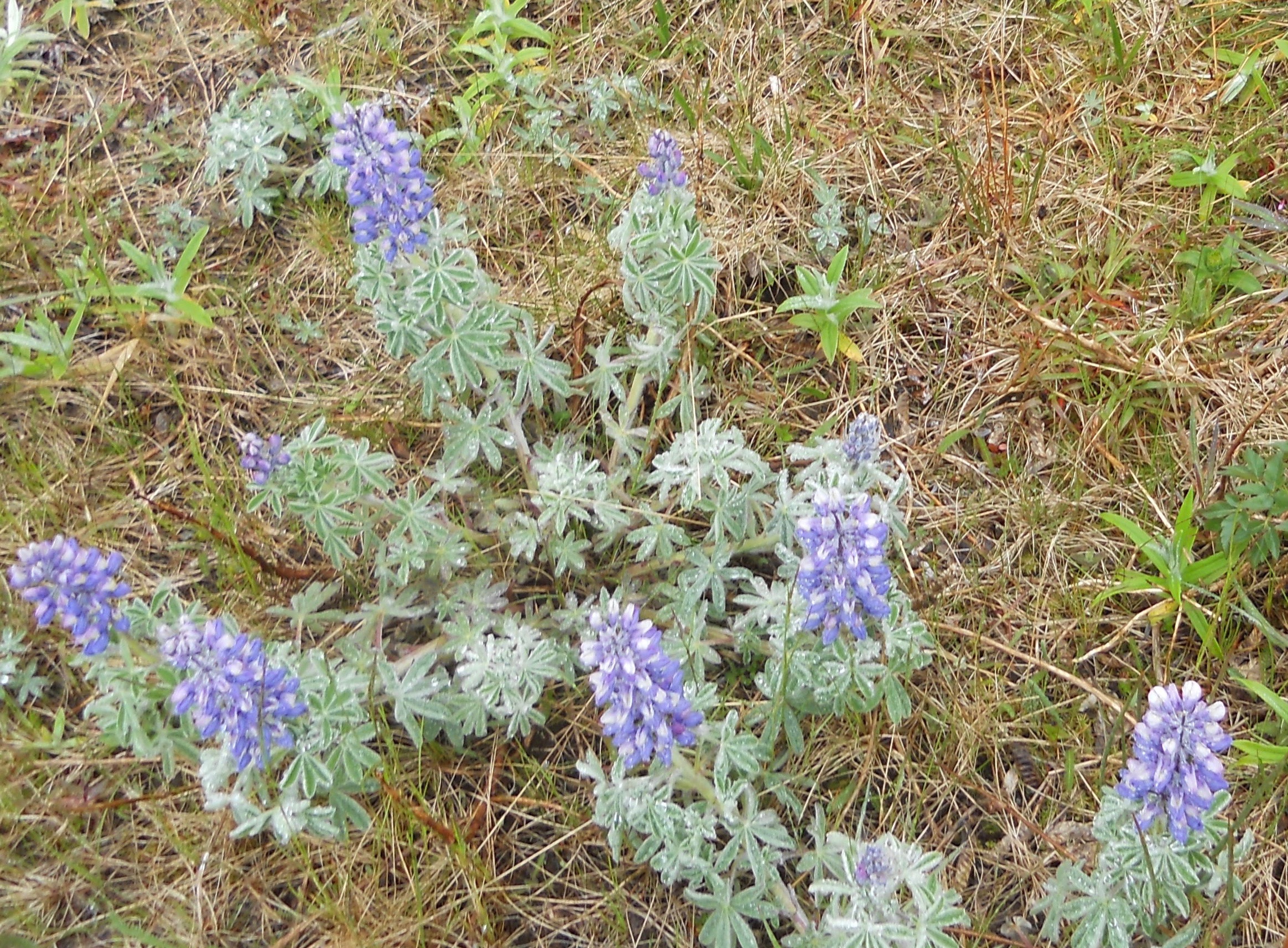 Nootka lupine