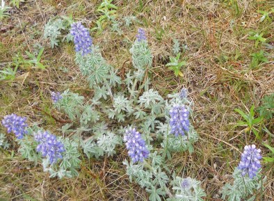 Nootka lupine